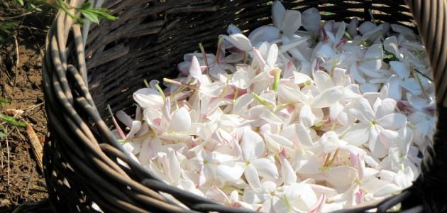 فوائد شاي الياسمين