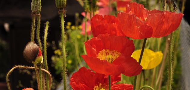 فوائد شقائق النعمان