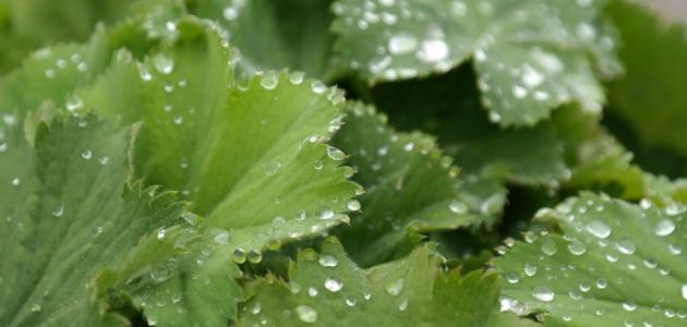 فوائد عشبة عباءة السيدة