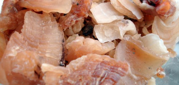 فوائد علك الماء