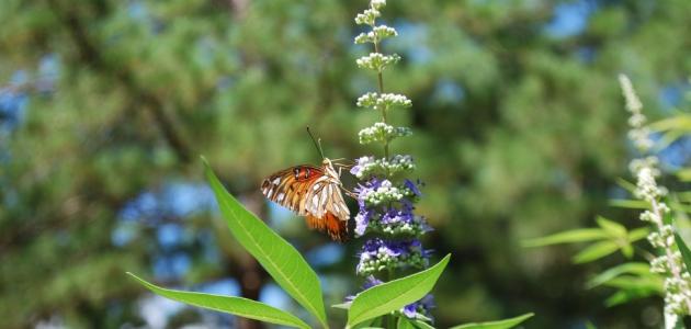 فوائد كف مريم