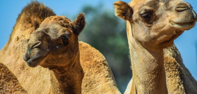 فوائد لحم الجمل