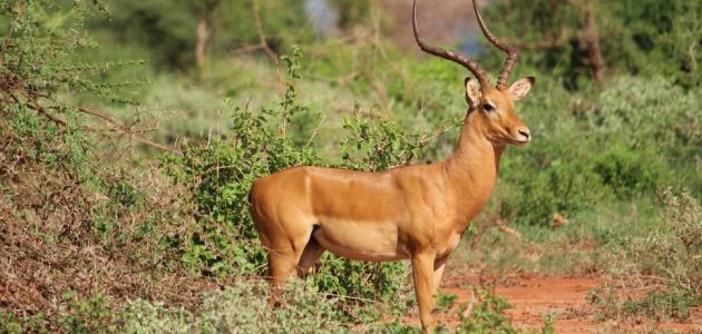 فوائد لحم الغزال