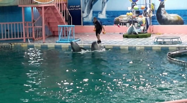 d982d8b1d98ad8a9-d8a7d984d8afd984d8a7d981d98ad986