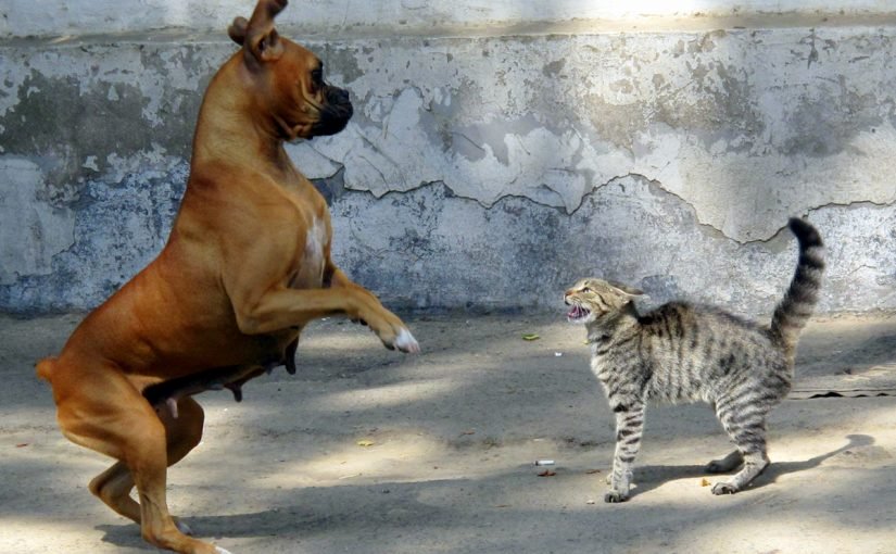 d982d8b5d8a9-d8b9d8afd8a7d988d8a9-825x510-2 قصة عداوة الكلاب للقطط