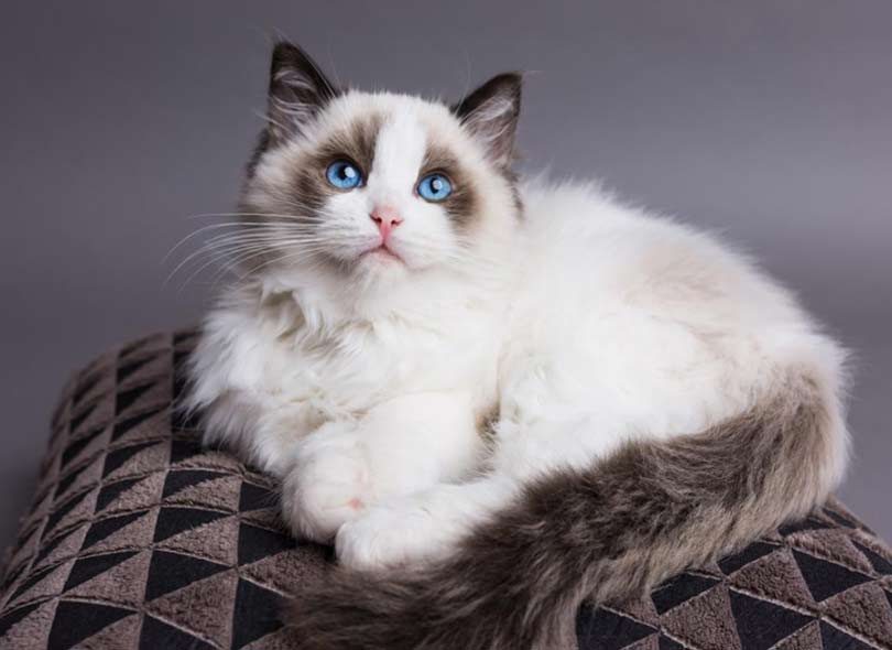 قطط الراغدول قطط الراغدول