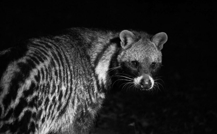 d982d8b7-d8a7d984d8b2d8a8d8a7d8af-825x510-2 قط الزباد