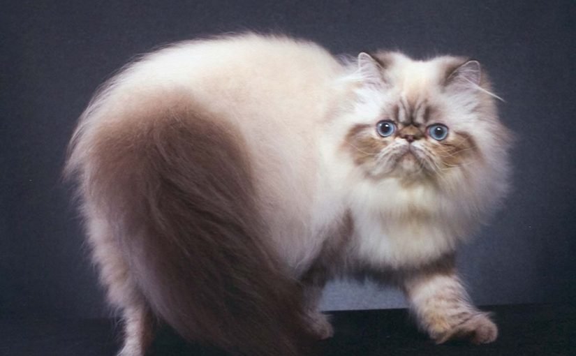 d982d8b7-d8a7d984d987d98ad985d8a7d984d8a7d98ad8a71-825x510-2 قط الهيمالايا