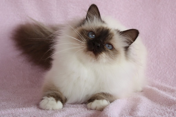 قطط بيرمان قطط بيرمان