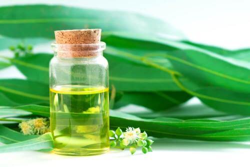 قطرات الأوكالبتوس