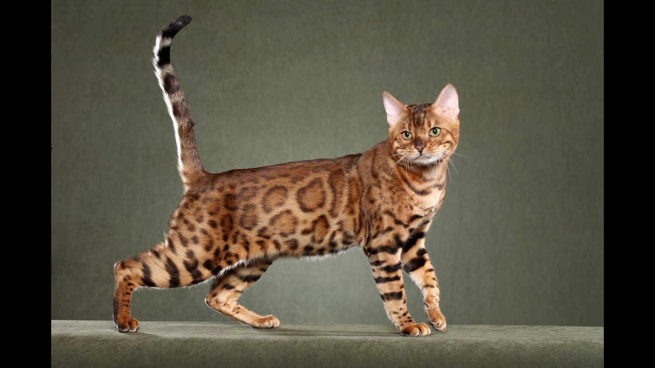 القطط البنغالية القطط البنغالية