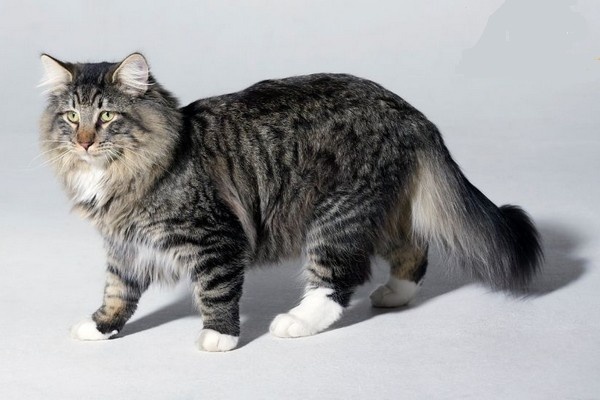 قطط ماين كون قطط ماين كون