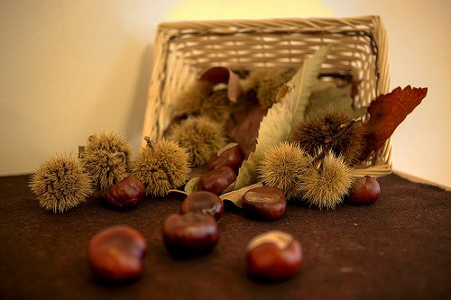 d983d8b3d8aad986d8a7d8a1-d8a7d984d8add8b5d8a7d986 كستناء الحصان