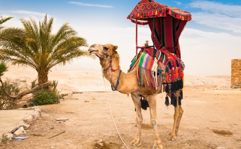 d983d985-d984d8aad8b1-d98ad8b4d8b1d8a8-d8a7d984d8acd985d984-d8a7d984d8b9d8b7d8b4d8a7d986-825x510-2 كم-لتر-يشرب-الجمل-العطشان