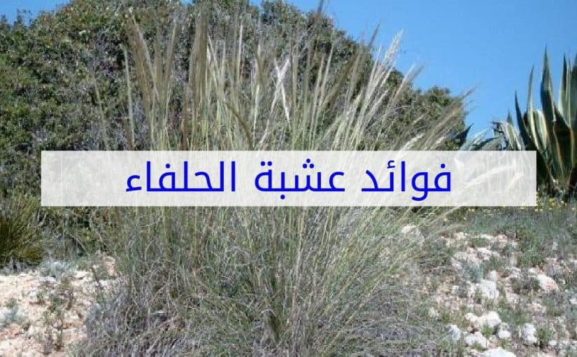 d983d98ad981d98ad8a9-d8a7d8b3d8aad8aed8afd8a7d985-d8a7d984d8add984d981d8a7-d8a8d8b1-d984d984d8aad8aed8b3d98ad8b3-825x510-2 كيفية-استخدام-الحلفا-بر-للتخسيس