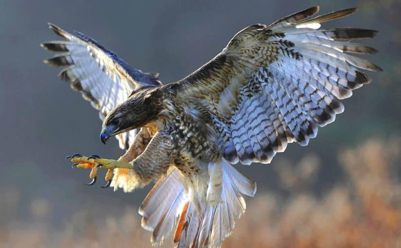 d983d98ad981d98ad8a9-d8aad8b1d8a8d98ad8a9-d8a7d984d8b5d982d988d8b1-825x510-2 كيفية تربية الصقور