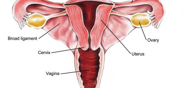 لقاح سرطان عنق الرحم