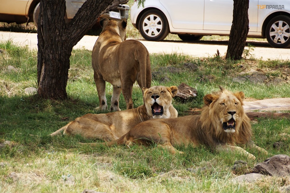 ليون بارك ليون بارك