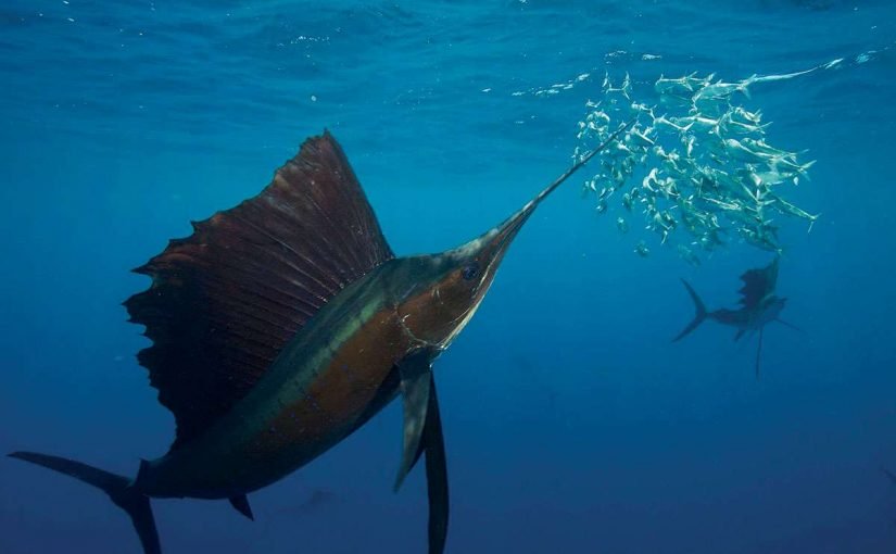 d985d8a7-d987d988-d8a7d8b3d8b1d8b9-d8a7d984d985d8aed984d988d982d8a7d8aa-d8a7d984d8a8d8add8b1d98ad8a9-825x510-2 ما هو اسرع المخلوقات البحرية