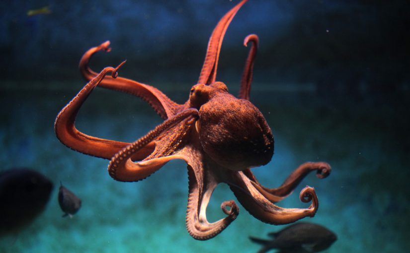 d985d8a7-d987d988-d8a7d984d8add98ad988d8a7d986-d8a7d984d985d8a7d8a6d98a-d8a7d984d8b0d98a-d984d987-3-d982d984d988d8a8-825x510-2 عدد قلوب الاخطبوط