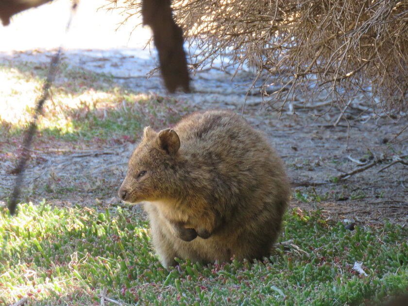 d985d8a7-d987d988-d8add98ad988d8a7d986-d8a7d984d983d988d983d8a7-d988d985d8a7d8b0d8a7-d98ad8a3d983d984 ما هو حيوان الكوكا وماذا يأكل