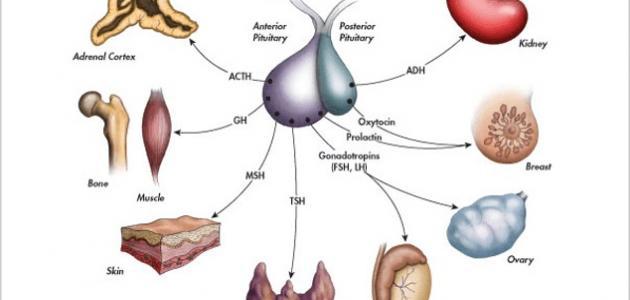 ما هو علاج ارتفاع هرمون fsh
