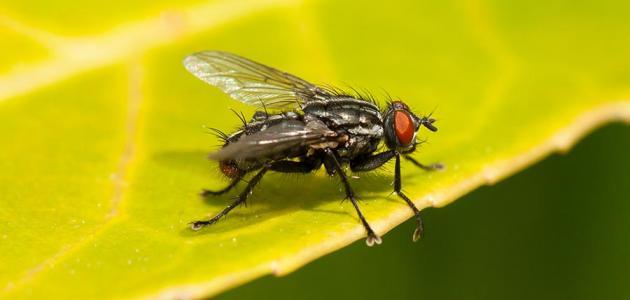 ما هو مرض التيفوئيد