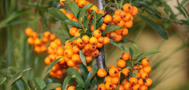 ما هي فوائد ثمرة النبق