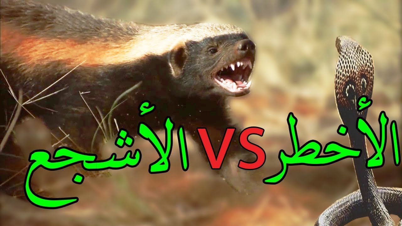 ماذا تعرف عن حيوان الغرير