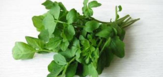 ماسك الجرجير للشعر