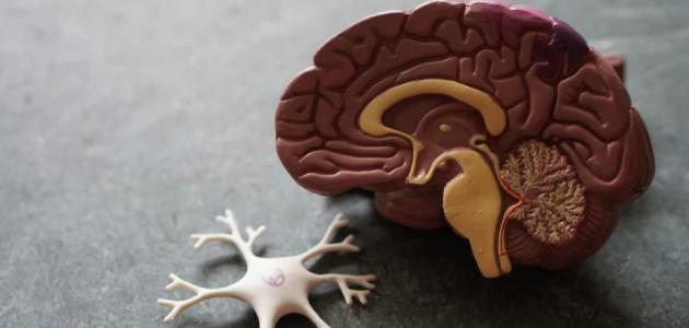 ماهي أعراض ورم الدماغ