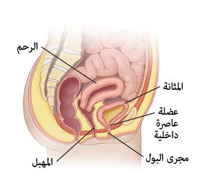 مثانة