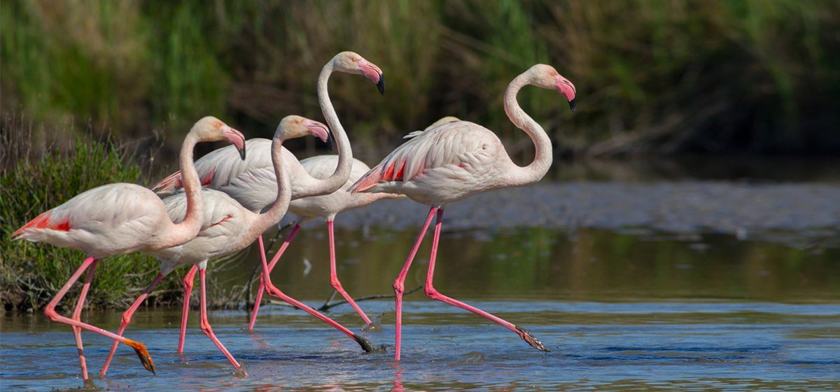 محمية ويتلاند الطبيعية محمية ويتلاند الطبيعية