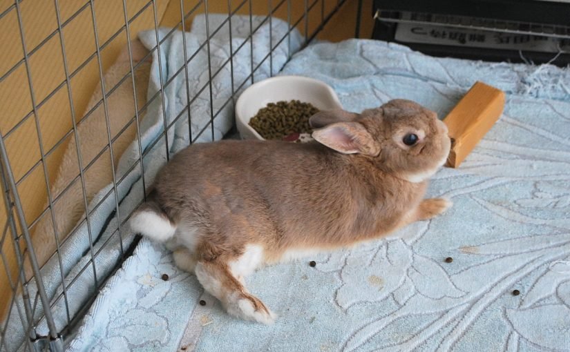 d985d8afd8a9-d8add985d984-d8a7d984d8a7d8b1d986d8a8-825x510-2 مدة حمل الارنب