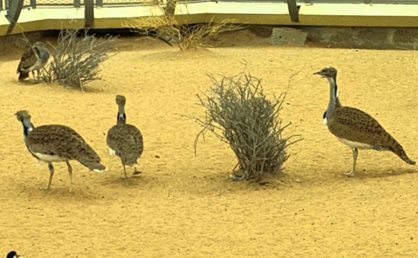 d985d8b1d983d8b2-d8a7d984d8add98ad8a7d8a9-d8a7d984d8a8d8b1d98ad8a9-d981d98a-d8a7d984d8b4d8a7d8b1d982d8a91-825x510-2 مركز الحياة البرية في الشارقة