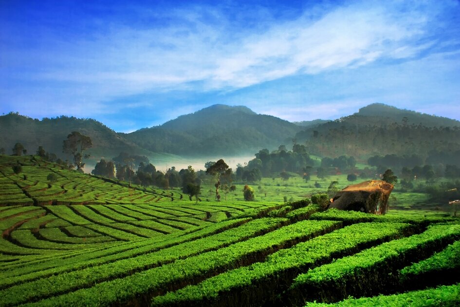 مزارع الشاي في تشيبودي مزارع الشاي في تشيبودي