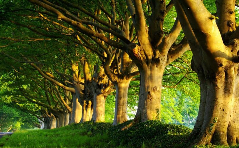 d985d986-d8a7d984d8a3d8b4d8acd8a7d8b1-d8afd8a7d8a6d985d8a9-d8a7d984d8aed8b6d8b1d8a9-825x510-2 من الأشجار دائمة الخضرة