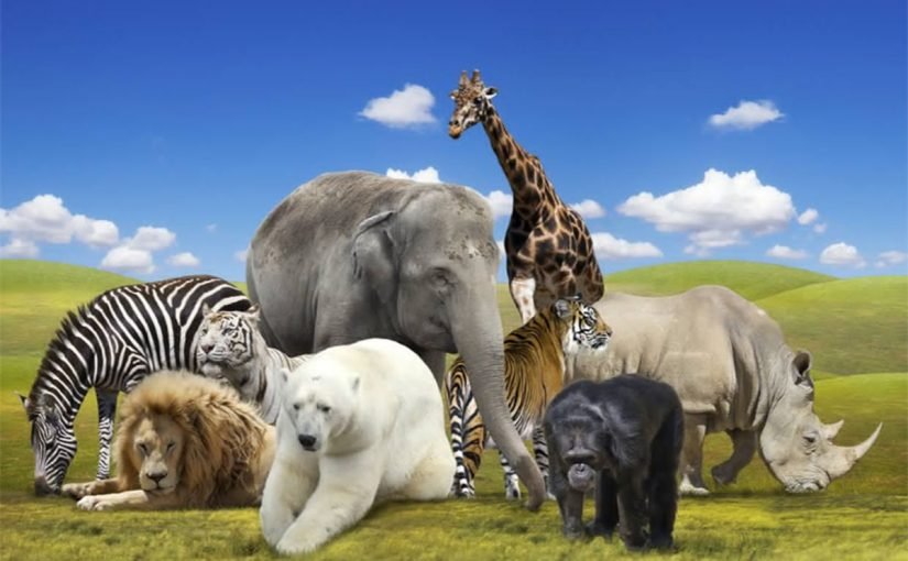 d985d988d8b6d988d8b9-d8b9d986-d8a7d984d8add98ad988d8a7d986d8a7d8aa1-825x510-2 موضوع عن الحيوانات