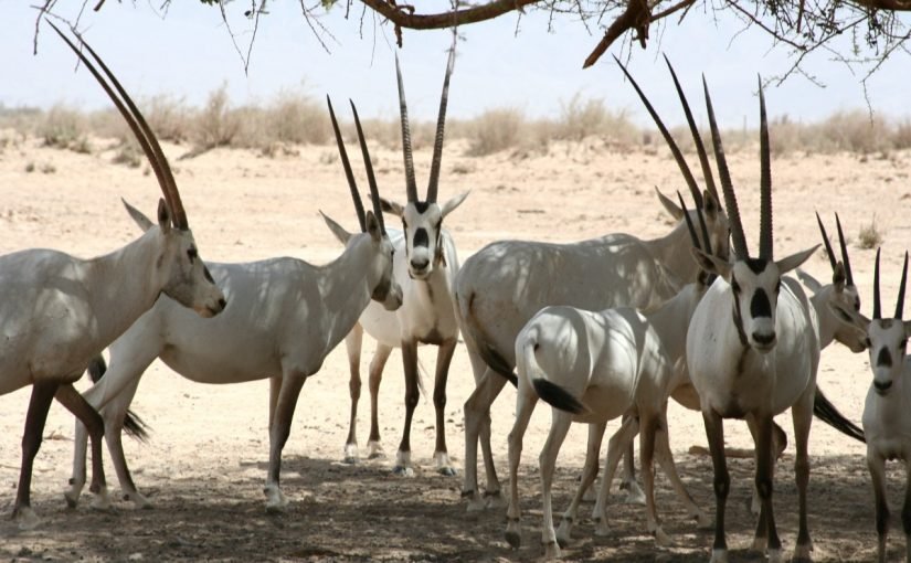 موضوع عن المها العربي صفاته ومواطنه وحركته وغذاؤه