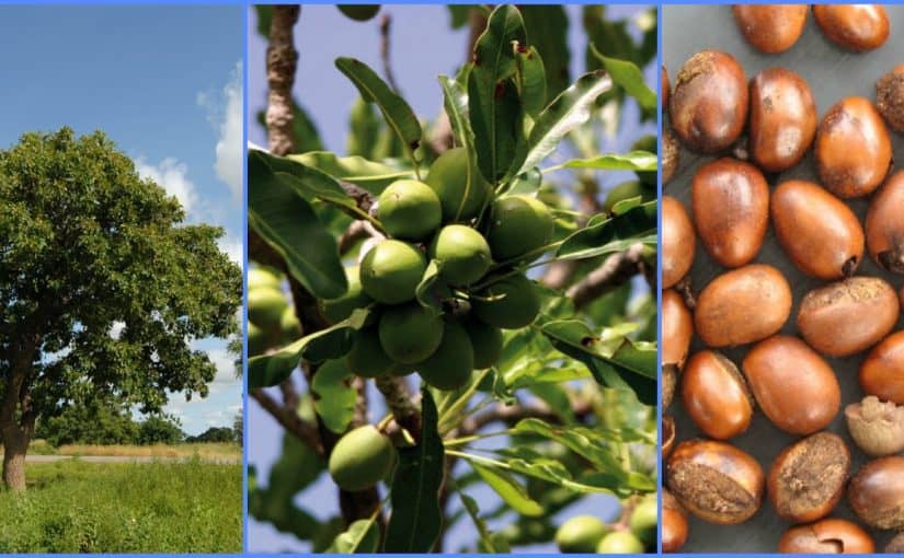 d985d98ad986-d8a7d8b3d8aad8aed8afd985d8aa-d8a8d8b0d988d8b1-d8a7d984d8b4d98ad8a7-d988d986d8add981d8aa-825x510-2 مين استخدمت بذور الشيا ونحفت