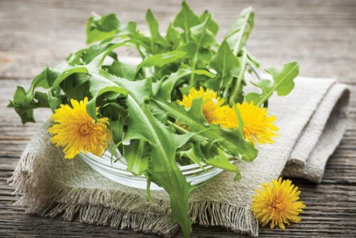 نبات الهندباء