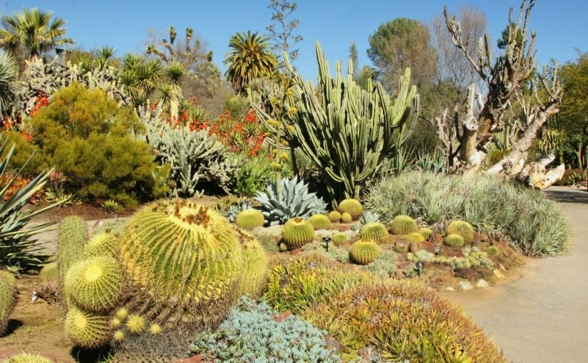 d986d8a8d8a7d8aad8a7d8aa-d8aad8b9d98ad8b4-d981d98a-d8a7d984d8b5d8add8b1d8a7d8a1-825x510-2 نباتات تعيش في الصحراء