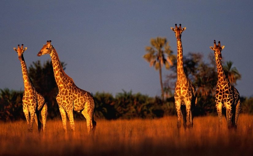 d987d98ad8a6d8a9-d8a7d984d8a8d98ad8a6d8a9-d988d8a7d984d985d8add985d98ad8a7d8aa-d8a7d984d8b7d8a8d98ad8b9d98ad8a9-d981d98a-d8a7d984d8b4d8a7d8b1d982d8a9-825x510-2 هيئة البيئة والمحميات الطبيعية في الشارقة