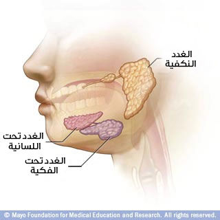 الغدد اللعابية: تساعد على الهضم، تمنع التسوس الغدد اللعابية: تساعد على الهضم، تمنع التسوس