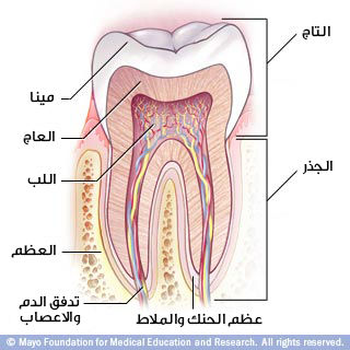 الأسنان: من التاج للجذر الأسنان: من التاج للجذر