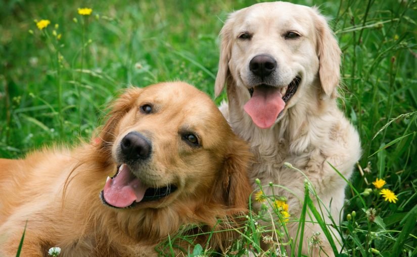 depositphotos_27276047_original_1200x1200-825x510-2 امراض الكلاب واعراضها