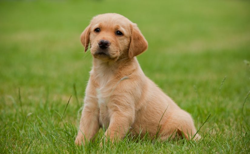 dog1-1-825x510-2 تبني كلاب من k9 friends