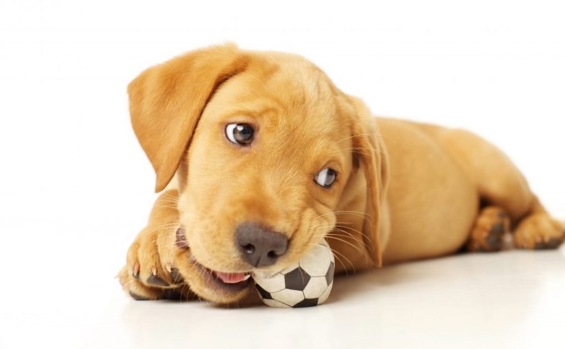 dog_chew-1200x800-825x510-2 كلاب متاحة للتبني في دبي