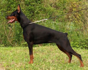 DogDoberman.