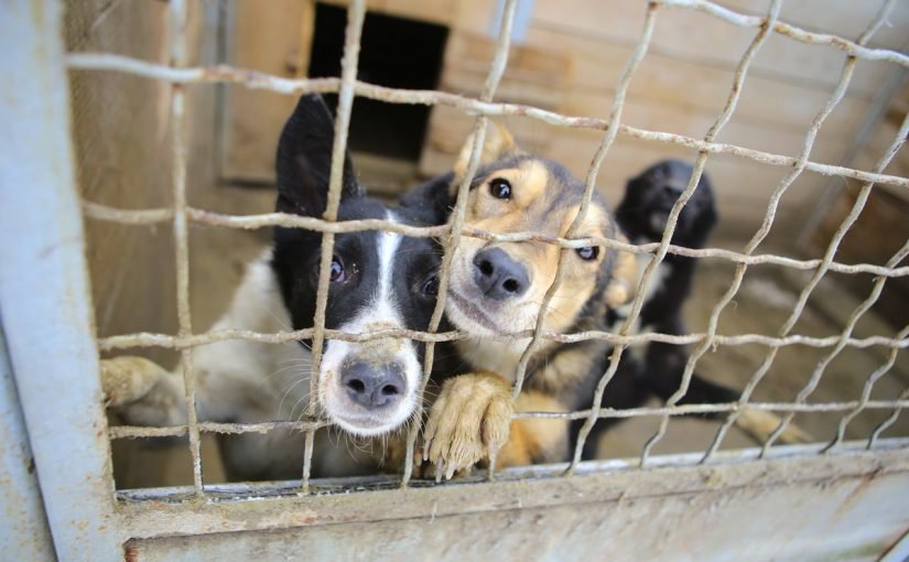 drfmzxswwaav2tj1-825x510-2 ملاجئ الحيوانات في الامارات